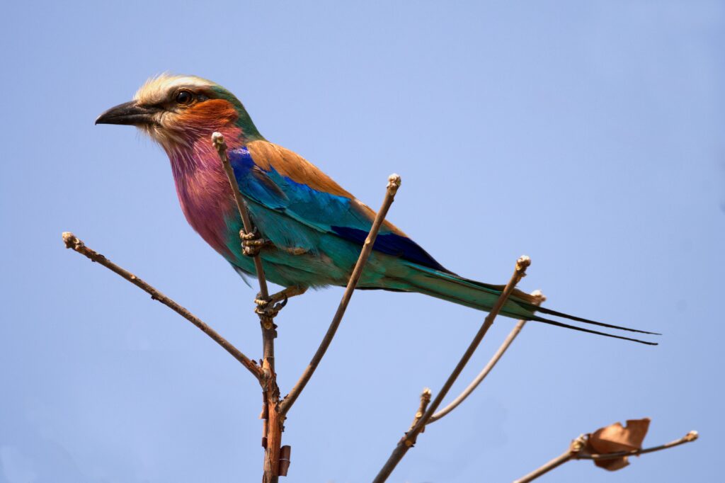 Bee-Eater