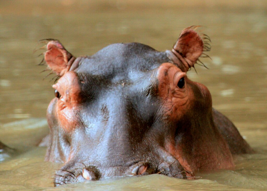 Hippo in water