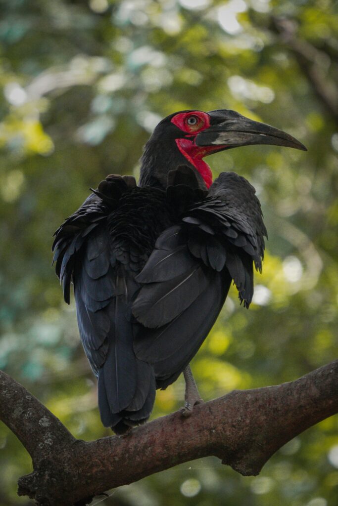 Hornbill