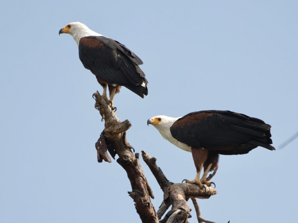 African Fish Eagle