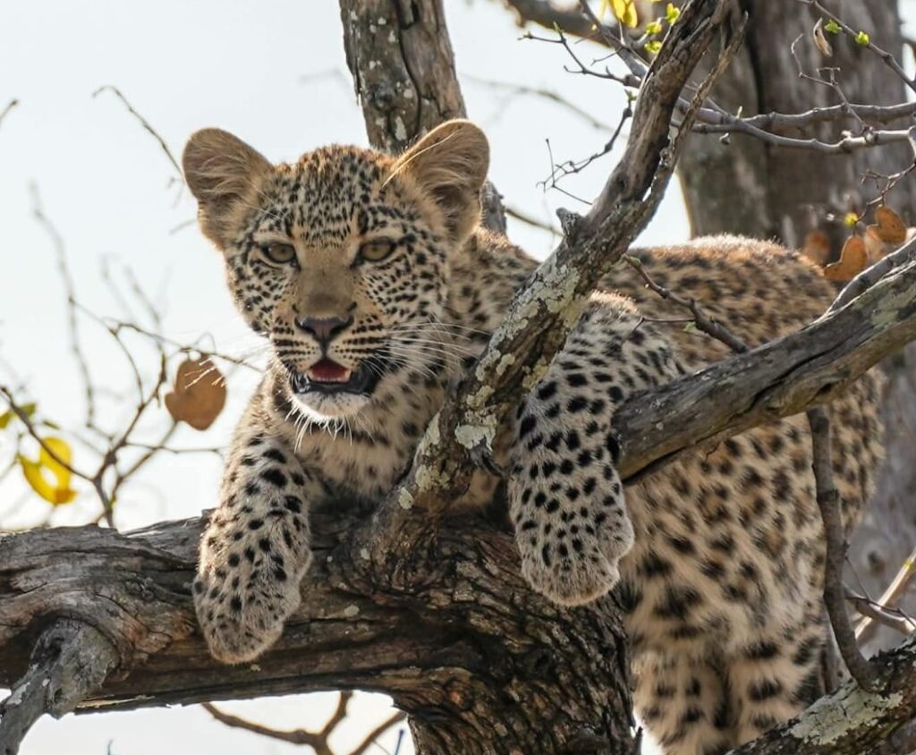 Leopard Cub